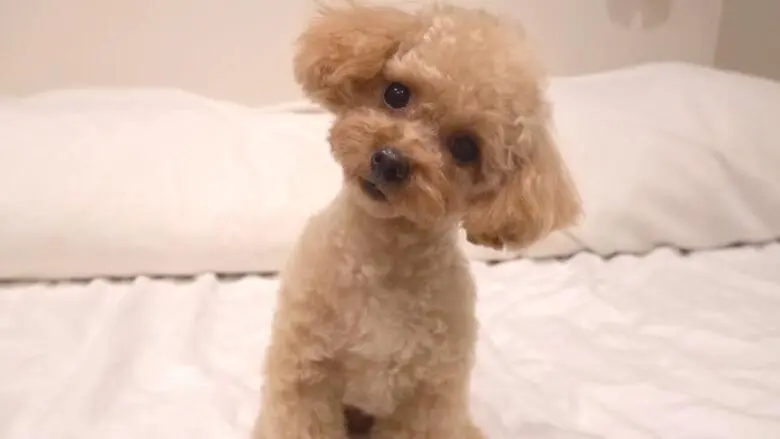 テディベアドッグのモコの飼い主の素顔とは？過去の炎上事件についても